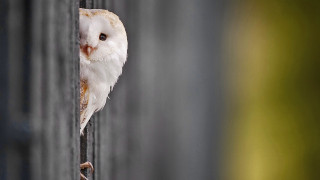 White owl perched metal bar - a white owl free wallpaper