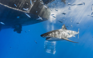 Large shark ocean fish surrounding - a large shark swimming in the ocean free wallpaper