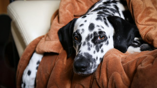 Dalmatian couch blanket pillow blurry - his head free wallpaper