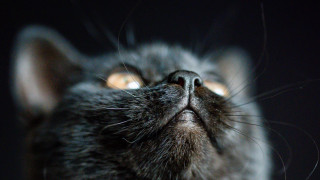 Cat glowing macro wide eyed - its eye wide open free wallpaper for desktop