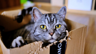 Black cat in box yellow - a box free wallpaper