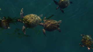 Turtles underwater holography military kaijuu - chromatic aberration free wallpaper