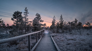 Boardwalk forest sunset pink trees - tree and grass free wallpaper