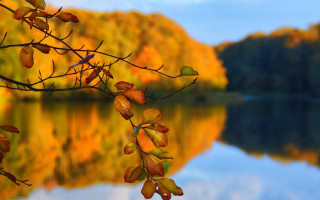 Tree leaves water autumn sky - fall free wallpaper for desktop