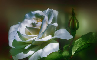 White rose green leaves dark 2 - a white rose free wallpaper