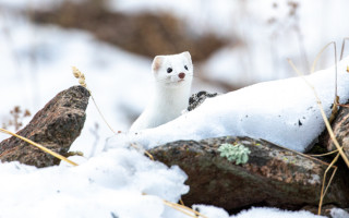 White animal snowy ground tilt - ground next free wallpaper for desktop