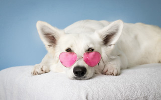 White dog pink heart nose - its nose free wallpaper