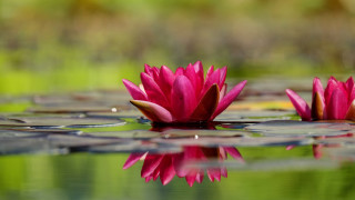 Pink water lilies pond bokeh - the bottom of the water free wallpaper