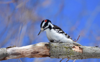 Bird branch blue sky puzzle - free bird wallpaper
