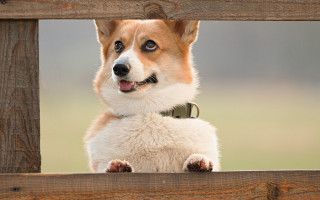 Dog looking wooden fence paws - rule free wallpaper