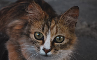 Sad green eyed cat macro - a black nose free wallpaper for desktop