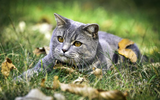 Cat grass leaf wideeyes nature - looking free wallpaper