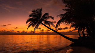 Palm tree water sunset beach - leaning free wallpaper for desktop