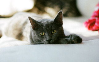 Cat bed redflower blackcat blurry - a black cat free wallpaper