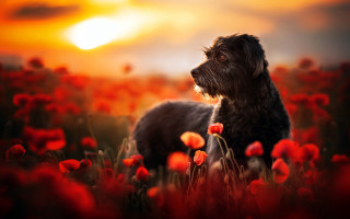 Dog red flowers sunset embers - the sun in the background free wallpaper for desktop