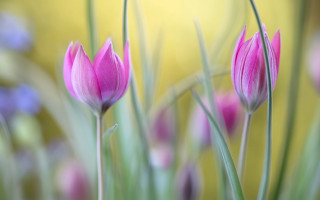 Pink hydrangea purple bokeh yellow - a yellow wall free wallpaper