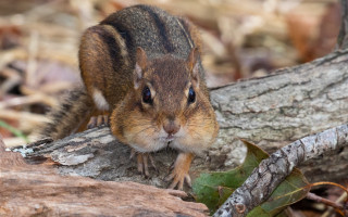 Small rodent tree branch surprised - a small rodent free wallpaper