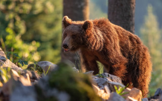 Brown bear forest rocks grass - a brown bear free wallpaper for desktop