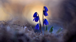 Blue flowers grass dirt yellow - top of a grass free wallpaper