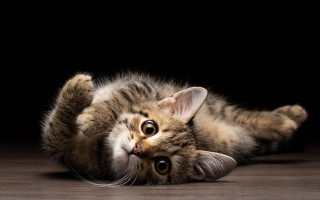 Cat lying back wooden floor - a wooden floor free wallpaper