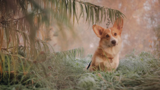 Dog grass tree foggy background - a foggy sky in the background free wallpaper for desktop