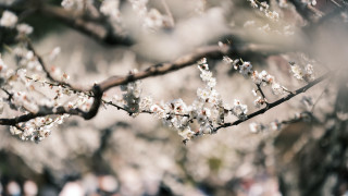 White flower branch bokeh sakura - the middle of it free wallpaper