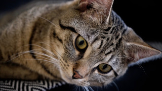 Cat black surface white stripe - a black surface free wallpaper for desktop