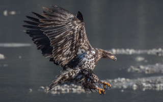 Large bird flying over water - lot free wallpaper