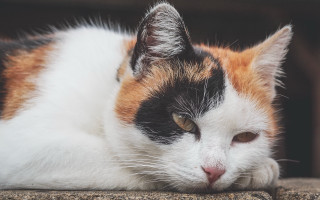 Cat laying closed eyes background - its eye free wallpaper