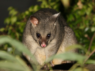 Small animal long tongue tree - a long tongue free wallpaper