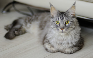 Serious cat shiba inu blurry - a serious look free wallpaper