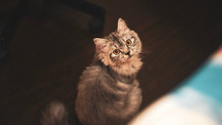 Cat surprised wooden floor alice - beautiful eye free wallpaper