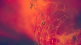 Red yellow blue green yellow - alberto seveso free wallpaper