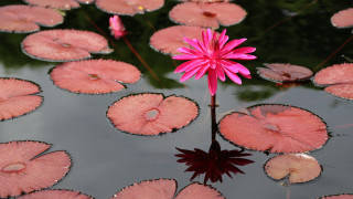 Pink flower pond water lilies - water lily free wallpaper