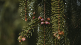 Pine tree cones needles blurry - branch and a blurry background free wallpaper