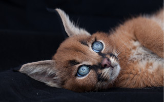 Cat blue eyes laying on 2 - a black surface free wallpaper for desktop