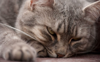 Sleeping cat paws floor realistic - its head on free wallpaper