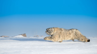 Furry animal snowy field beach - clovis trouille free wallpaper for desktop