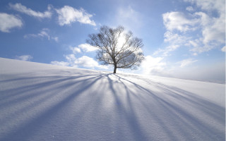 Lone tree shadow snowy hill - under free wallpaper