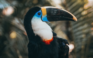 Colorful bird beak striped puzzle - beak free wallpaper for desktop