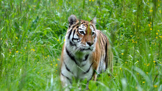 Tiger walking green field blurry - a tiger free wallpaper for desktop