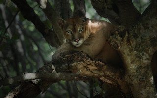 Mountain lion resting tree branch - a tree branch in a forest area free wallpaper for desktop