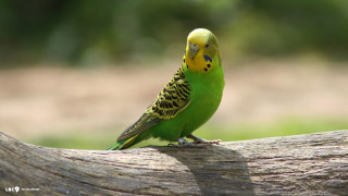 Green yellow bird branch park - upper body free wallpaper for desktop
