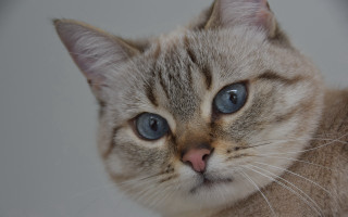 Sad blue eyed cat stock - eye free wallpaper for desktop