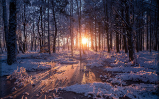 Sunset snowy forest puddle night - the middle of the forest free wallpaper
