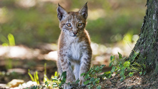 Lynx cub woods curious nature - free animals wallpaper