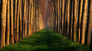 Forest row grass nature girls - a line of trees free wallpaper for desktop