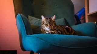 Cat bluechair greencushion resting blurry - back leg free wallpaper