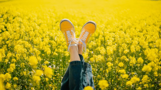Field yellow flower summer joy - their foot free wallpaper
