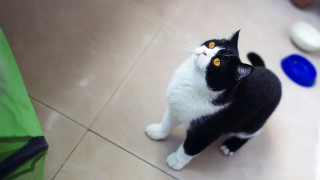 Black and white cat standing - cat free wallpaper